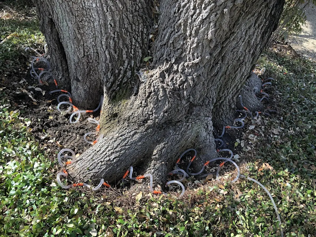 Detailed Tree Cabling and Bracing job site in Camp Meeker